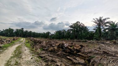 Çiftliğin çevresindeki temiz arazide insan yapımı toprak yol ve drenaj sisteminin manzarası..