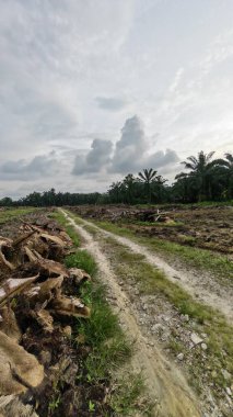 Çiftliğin çevresindeki temiz arazide insan yapımı toprak yol ve drenaj sisteminin manzarası..