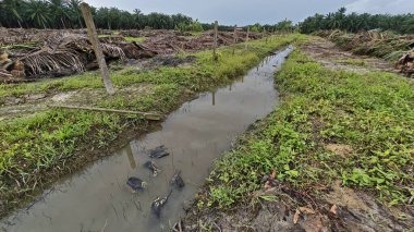 Çiftliğin çevresindeki temiz arazide insan yapımı toprak yol ve drenaj sisteminin manzarası..