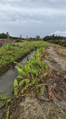 Çiftliğin çevresindeki temiz arazide insan yapımı toprak yol ve drenaj sisteminin manzarası..