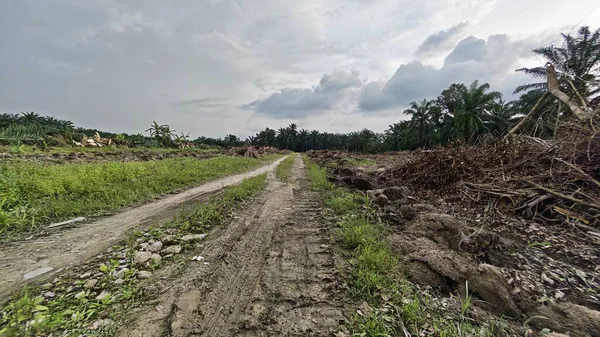 Çiftliğin çevresindeki temiz arazide insan yapımı toprak yol ve drenaj sisteminin manzarası..
