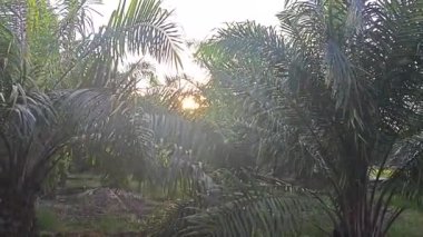 Parlak güneş ışığı, sarkık palmiye dallarına nüfuz ederek vahşi nephrolepis biserrata eğreltiotu çalılarının uçlarına çarpıyor..