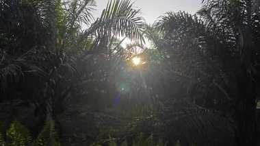 Parlak güneş ışığı, sarkık palmiye dallarına nüfuz ederek vahşi nephrolepis biserrata eğreltiotu çalılarının uçlarına çarpıyor..