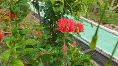 asılı kırmızı amber çiçeği şizofetalus yaprak bitkisi.