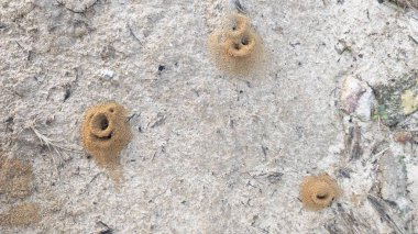 Formicary karınca yuvalarının kumlu zeminine bakıyorum.