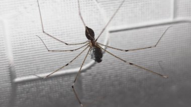 Pholcus fhalangioides 'in karasinek avını ipek kozayla sarmaladığı yakın çekim..