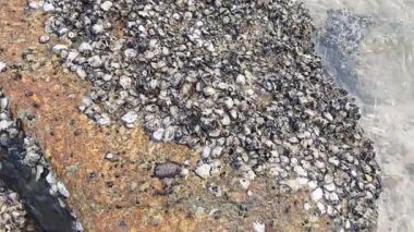 Deniz aygırı kabuğu sahildeki kayalarda ya da kayalarda sıkışıp kalmış..