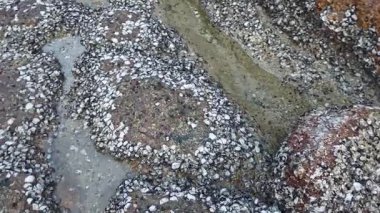 Deniz aygırı kabuğu sahildeki kayalarda ya da kayalarda sıkışıp kalmış..