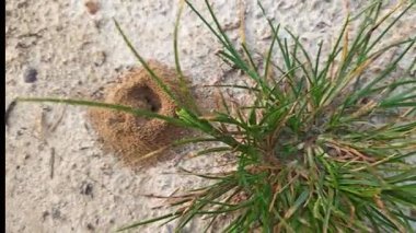 Formicary karınca yuvalarının kumlu zeminine bakıyorum..