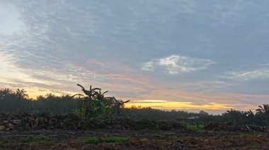 Sessiz Asya çiftliğinde, sabahın erken saatlerinde gökyüzüne bakıyorum..