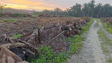 Sessiz Asya çiftliğinde, sabahın erken saatlerinde gökyüzüne bakıyorum..