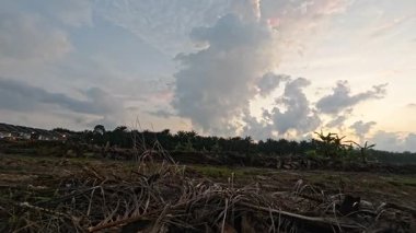 Looking high up the colorful early morning sky at the quiet Asian plantation countryside.