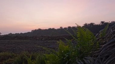 Sessiz Asya çiftliğinde, sabahın erken saatlerinde gökyüzüne bakıyorum..
