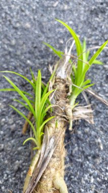 Pandanus amiarilfolius, odunsu hava kökleriyle bilinen çok yönlü bir tropikal bitkidir..
