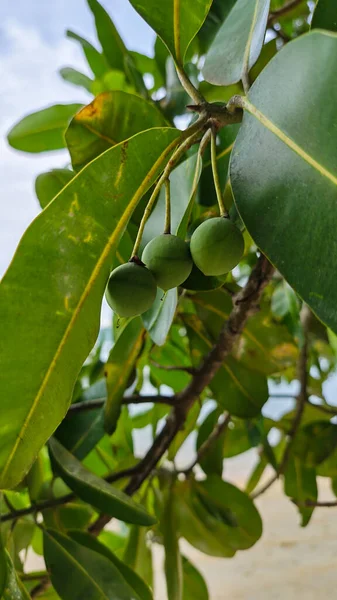 Calophyllum inophyllum meyveleri sahilde yetişen büyük bir yeşil bitkinin üzerinde bulunur..