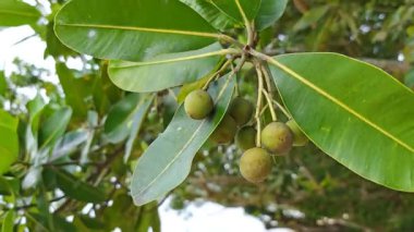 Calophyllum inophyllum meyveleri sahilde yetişen büyük bir yeşil bitkinin üzerinde bulunur..