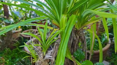 Pandanus amiarilfolius, odunsu hava kökleriyle bilinen çok yönlü bir tropikal bitkidir..