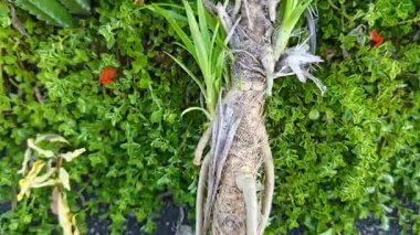 Pandanus amiarilfolius, odunsu hava kökleriyle bilinen çok yönlü bir tropikal bitkidir..