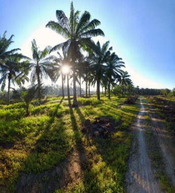 Palmiye yağı çiftliğindeki izole kırsal tarım arazisinin hava manzarası