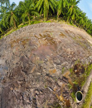 Palmiye yağı çiftliğindeki izole kırsal tarım arazisinin hava manzarası