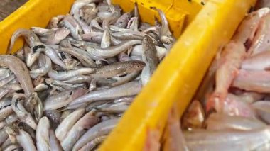 Bir kova taze ve çiğ keçi balığı satay balığı üretme işleminden geçmeden önce büyük ya da küçük.