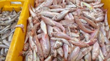 Bir kova taze ve çiğ keçi balığı satay balığı üretme işleminden geçmeden önce büyük ya da küçük.