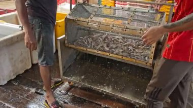 Perak, Malezya. 30 Aralık 2025: Dönen kafes makinesindeki keçi balığının Seng satay balık işleme fabrikası Pangkor 'da sifonu çekmek için suyu kullanmasının görüntüsü.