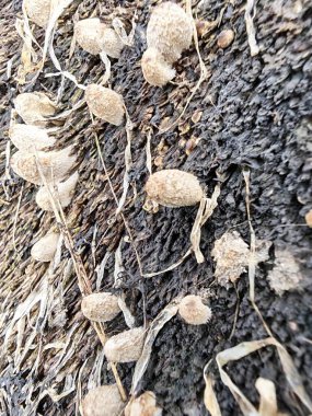 Çürüyen ağaç gövdesinden çıkan minik psathyrella filizlenir..