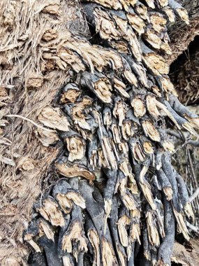 Dilimlenmiş palmiye ağacı gövdesinin yüzey görüntüsü. Kurumuş ve çürümüş doku örnekleri..