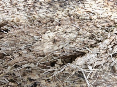 Dilimlenmiş palmiye ağacı gövdesinin yüzey görüntüsü. Kurumuş ve çürümüş doku örnekleri..