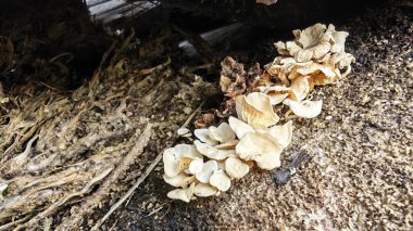 Çürüyen ağaç gövdesinden çıkan bir grup yabani Psathyrella corrugis..