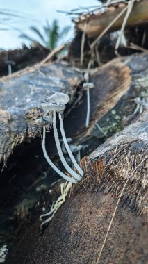 Çürüyen ağaç gövdesinden çıkan bir grup yabani Psathyrella corrugis..