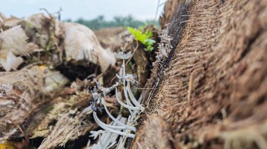 cluster of wild Psathyrella corrugis sprouting out from the decaying wood trunk.
