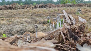 Çürüyen ağaç gövdesinden çıkan bir grup yabani Psathyrella corrugis..