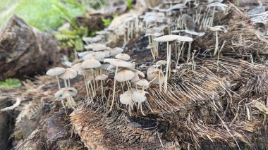 Çürüyen ağaç gövdesinden çıkan bir grup yabani Psathyrella corrugis..