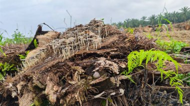 Çürüyen ağaç gövdesinden çıkan bir grup yabani Psathyrella corrugis..
