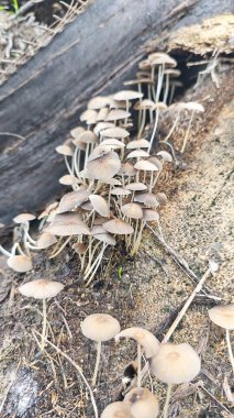 Çürüyen ağaç gövdesinden çıkan bir grup yabani Psathyrella corrugis..