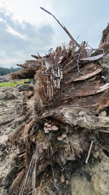 Çürüyen ağaç gövdesinden çıkan bir grup yabani Psathyrella corrugis..