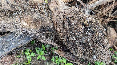 Çürüyen ağaç gövdesinden çıkan bir grup yabani Psathyrella corrugis..