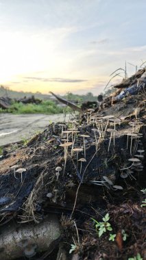 cluster of wild Psathyrella corrugis sprouting out from the decaying wood trunk.