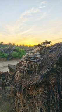 Çürüyen ağaç gövdesinden çıkan bir grup yabani Psathyrella corrugis..