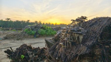 cluster of wild Psathyrella corrugis sprouting out from the decaying wood trunk.