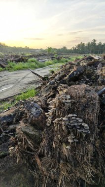 Çürüyen ağaç gövdesinden çıkan bir grup yabani Psathyrella corrugis..