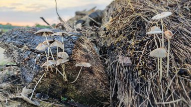 Çürüyen ağaç gövdesinden çıkan bir grup yabani Psathyrella corrugis..