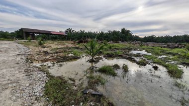 Plantasyon alanının çevresindeki basit kırsal drenaj sistemi ile gündüz gökyüzü sahnesi ön planda..