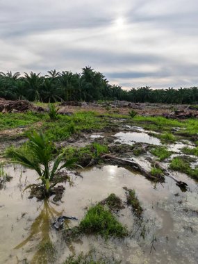 Plantasyon alanının çevresindeki basit kırsal drenaj sistemi ile gündüz gökyüzü sahnesi ön planda..