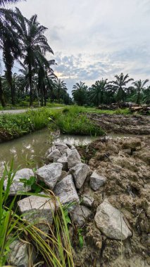 Plantasyon alanının çevresindeki basit kırsal drenaj sistemi ile gündüz gökyüzü sahnesi ön planda..