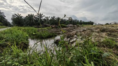 Plantasyon alanının çevresindeki basit kırsal drenaj sistemi ile gündüz gökyüzü sahnesi ön planda..