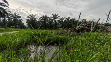 Plantasyon alanının çevresindeki basit kırsal drenaj sistemi ile gündüz gökyüzü sahnesi ön planda..