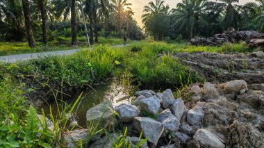 Plantasyon alanının çevresindeki basit kırsal drenaj sistemi ile gündüz gökyüzü sahnesi ön planda..